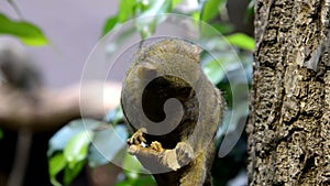 Pygmy marmoset