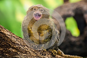 Pygmy Marmoset