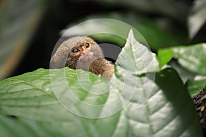 Pygmy marmoset