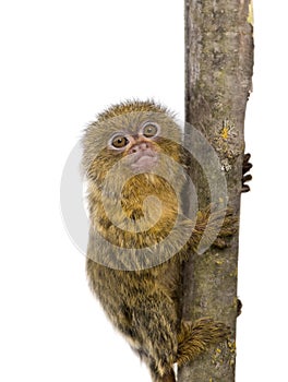 Pygmy Marmoset (5 weeks)