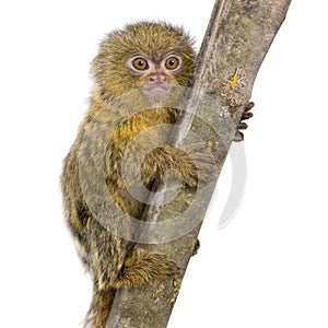 Pygmy Marmoset (5 weeks)