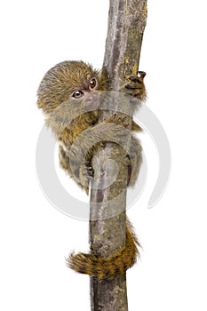 Pygmy Marmoset (5 weeks)