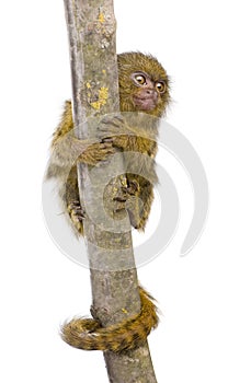 Pygmy Marmoset (5 weeks)