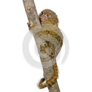 Pygmy Marmoset (5 weeks)