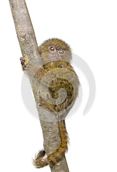 Pygmy Marmoset (5 weeks)