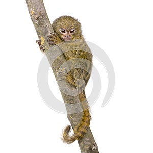 Pygmy Marmoset (5 weeks)