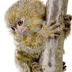 Pygmy Marmoset (5 weeks)