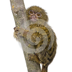 Pygmy Marmoset (5 weeks)