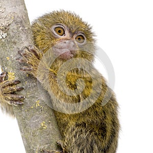 Pygmy Marmoset (5 weeks)