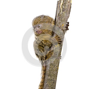 Pygmy Marmoset (5 weeks) - Callithrix (Cebuella) p