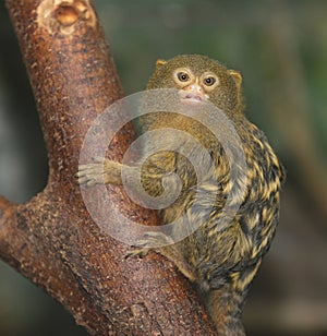 Pygmy marmoset