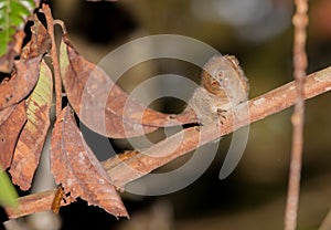 Pygmy Marmoset on branch