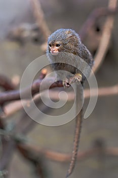 Pygmy Marmoset Callithrix Cebuella pygmaea