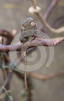 Pygmy Marmoset Callithrix Cebuella pygmaea