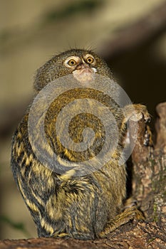 PYGMY MARMOSET callithrix pygmaea , ADULT ON A BRANCH