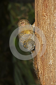 PYGMY MARMOSET callithrix pygmaea, ADULT HANGING FROM BRANCH