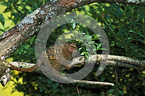 PYGMY MARMOSET callithrix pygmaea, ADULT STANDING ON BRANCH