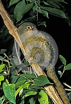 Pygmy Marmoset, callithrix pygmaea, Adult standing on Branch