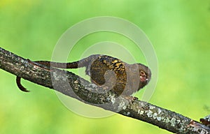 Pygmy Marmoset, callithrix pygmaea, Adult standing on Branch