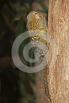 PYGMY MARMOSET callithrix pygmaea , ADULT ON TREE TRUNK