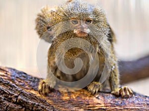 Pygmy marmoset, Callithrix pygmaea niveiventris, female with baby