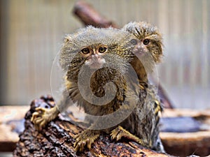 Pygmy marmoset, Callithrix pygmaea niveiventris, female with baby