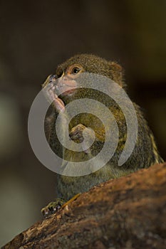 The Pygmy marmoset Cebuella pygmaea.