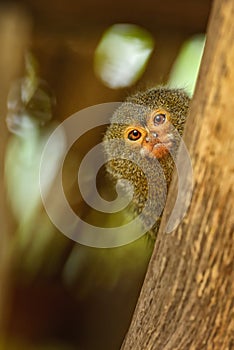 Pygmy Marmoset - Cebuella pygmaea