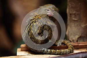 Pygmy marmoset (Cebuella pygmaea).