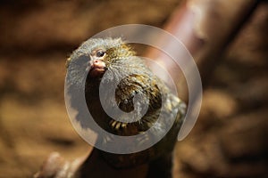 Pygmy marmoset (Cebuella pygmaea).