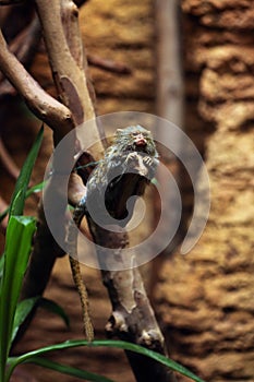Pygmy marmoset (Cebuella pygmaea).