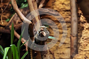 Pygmy marmoset (Cebuella pygmaea).