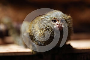 Pygmy marmoset (Cebuella pygmaea).