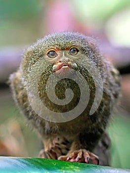 Pygmy marmoset (Cebuella pygmaea)