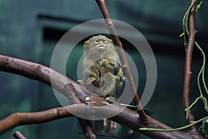 Pygmy marmoset (Cebuella pygmaea).