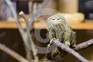 The pygmy marmoset - Cebuella pygmaea