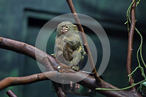 Pygmy marmoset Cebuella pygmaea.