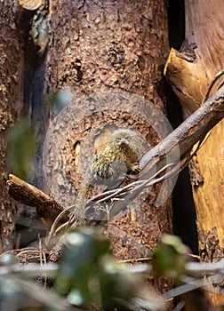 Pygmy marmoset Cebuella pygmaea at the Biblical Zoo in Jerusalem, Israel