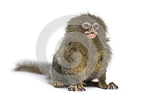 Pygmy Marmoset, Cebuella pygmaea, isolated