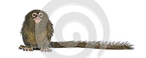 Pygmy Marmoset, Cebuella pygmaea, isolated