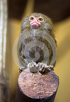 Pygmy marmoset Cebuella pygmaea sitting on a wooden pole