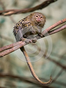 Pygmy marmoset Cebuella pygmaea photo