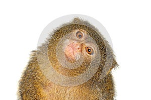 The pygmy marmoset, cebuella pygmaea, on white