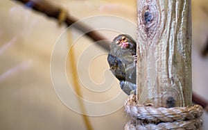 Pygmy marmoset Cebuella pygmaea on a wooden post