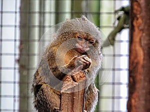 Pygmy Marmoset Cebuella pygmaea, the World`s Smallest Monkey,