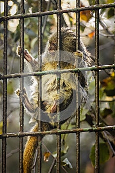 Pygmy marmoset. Dublin zoo. Ireland