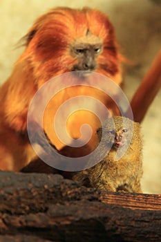 Pygmy marmoset and golden lion tamarin