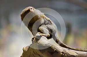 Pygmy Marmoset monkey on a branch