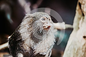 Pygmy marmoset monkey eating something