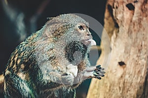 Pygmy marmoset monkey eating something